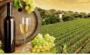 Manovra (filiera turismo vino): riconoscimento Enoturismo è risultato storico dopo 25 anni di attività