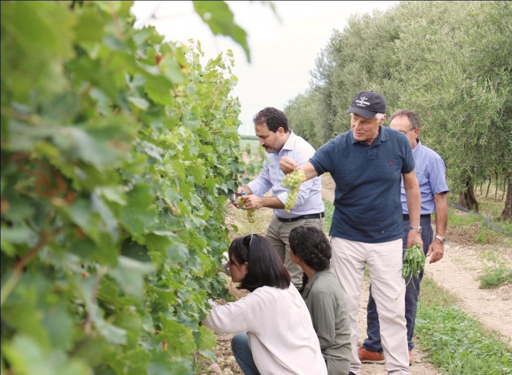 Presentata a Roma la nuova linea di vini della Cantina Placido Volpone - Sapori News 