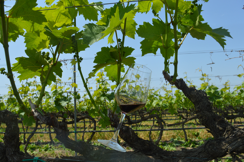 Conti Zecca tra i vini più amati e (venduti) d'Italia - Sapori News 