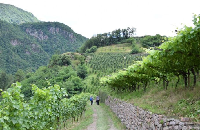 31° edizione della rassegna müller thurgau: vino di montagna - Sapori News 