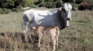 C'era una volta... la mucca che Paolo Avitabile ebbe in dono dal Duca di Wellington