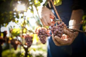 100/100 Parker a Epokale cantina Tramin: "un risultato storico per l'alto adige"