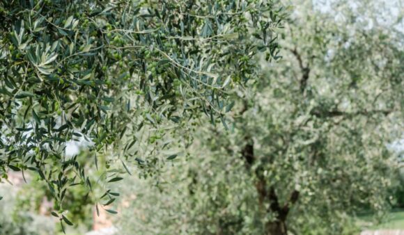 OLIO GARDA DOP annata record per la produzione di olive - Sapori News 