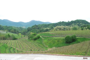 Il consorzio Vini Asolo Montello presenta in regione la richiesta di blocco delle rivendiche