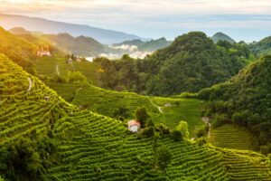Le colline del Prosecco di Conegliano e Valdobbiadene sono Patrimonio dell’Umanità Unesco