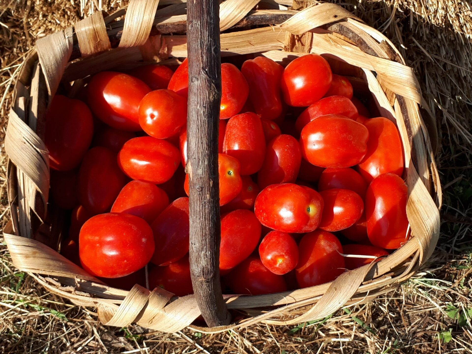 Il pomodoro Cannellino Flegreo un prodotto antico di eccellenza - Sapori News Il Magazine Dedicato al Mondo del Food a 360 Gradi Il pomodoro Cannellino Flegreo un prodotto antico di eccellenza - Sapori News