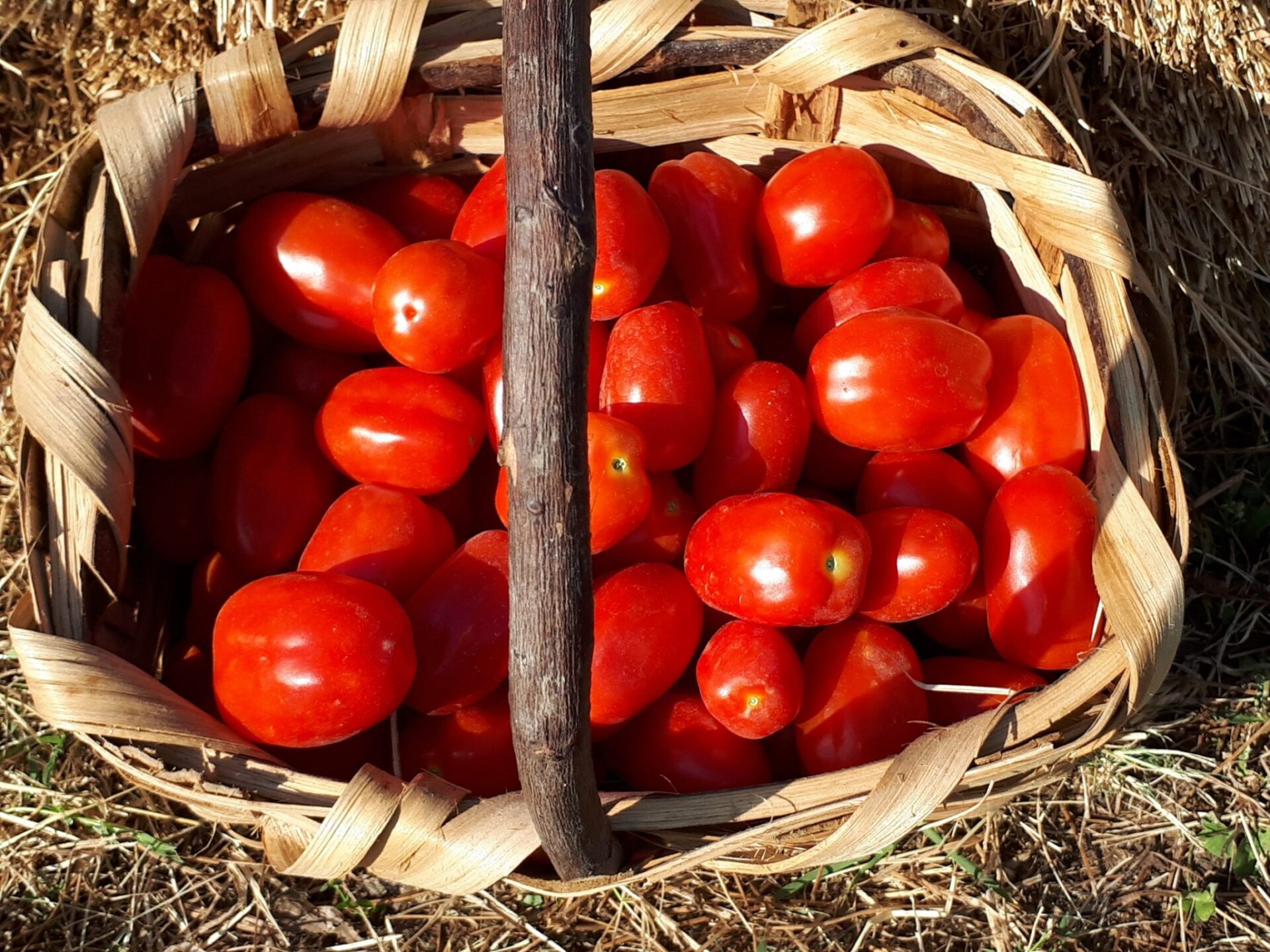 Il pomodoro Cannellino Flegreo un prodotto antico di eccellenza - Sapori News 