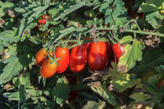 Nonna Teresa promoter della confettura di Pomodoro Cannellino Flegreo dell’azienda Cumadoro di Cuma - Sapori News 