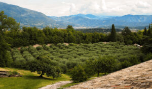 Olio Garda DOP: richiesto lo stato di calamità