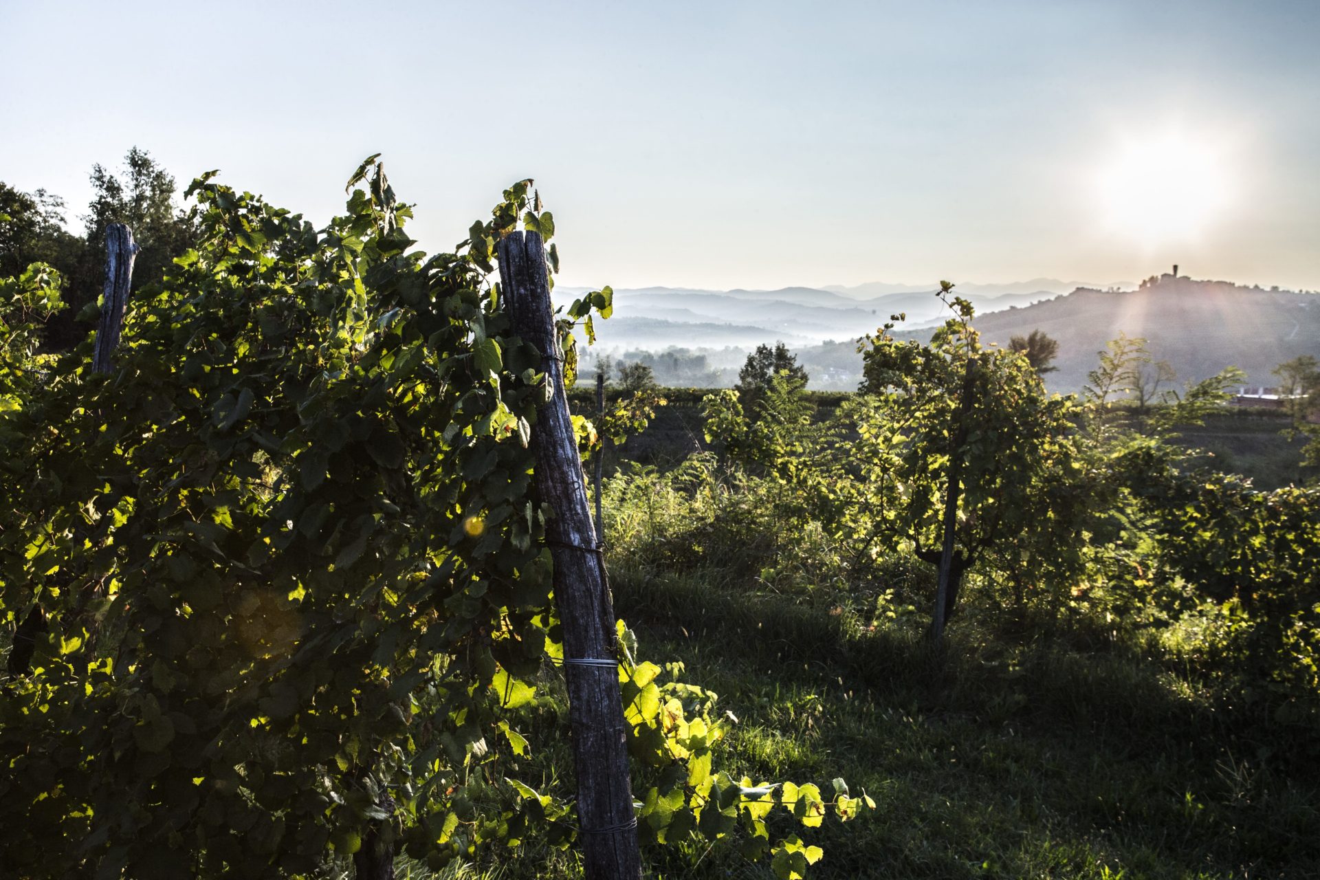 I Clivi: l'anello di congiunzione fra il Collio e i colli orientali