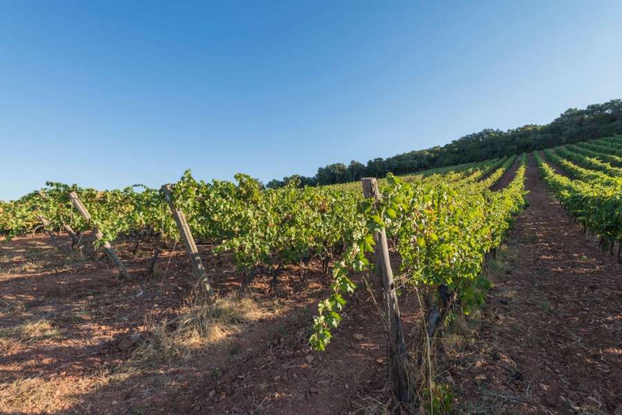 Dalla Toscana al Sol Levante: i vini Bulichella sulla via del mercato Asiatico