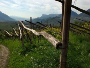 Vignaioli di Montagna a Bologna: tutti insieme appassionatamente