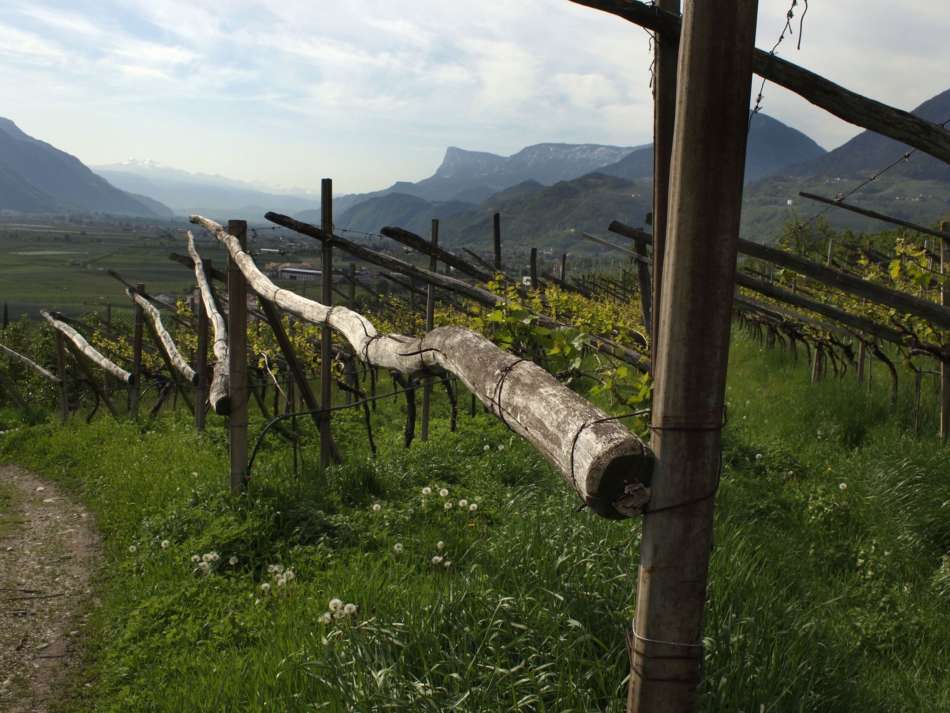 Vignaioli di Montagna