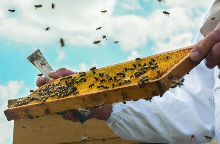 Miele biologico: 150 anni di tradizione con Adi Apicoltura