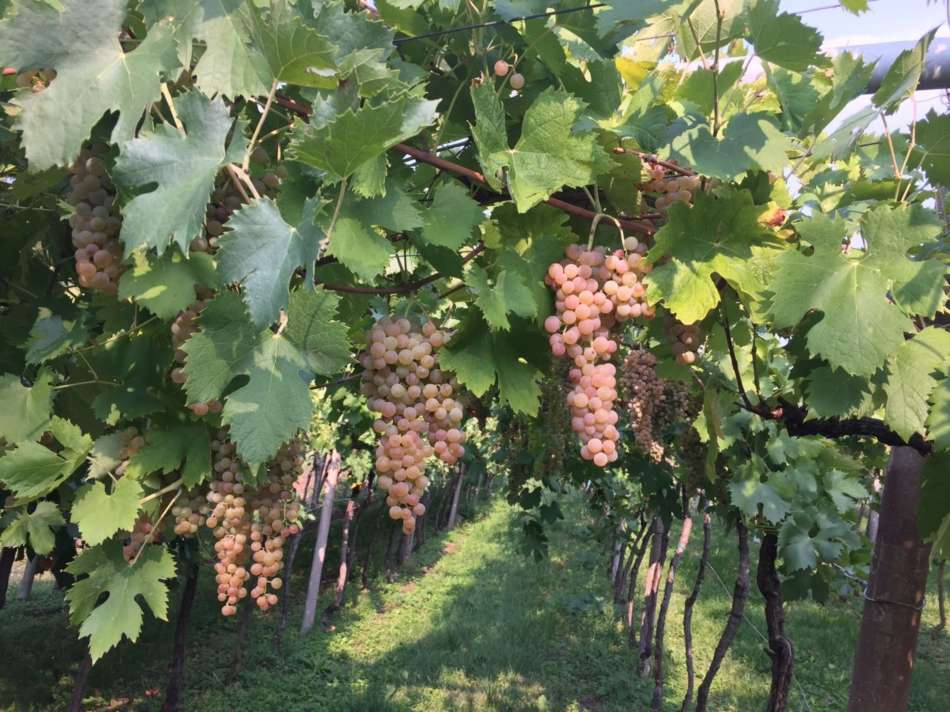 Perinato Soave Classico doc: la novità in casa Giannitessari