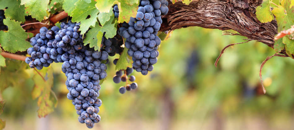 Pinot Nero Challenge da Torrevilla, viticoltori associati, dell’Oltrepò Pavese - Sapori News 