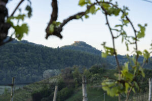 Asolo Prosecco, al via il nuovo piano del “cru” di collina