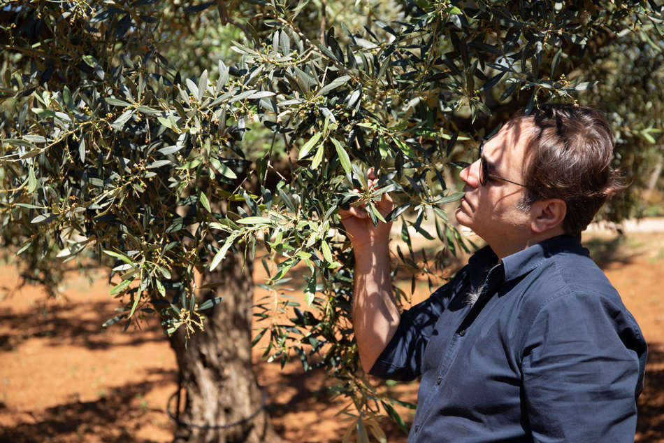 “Piccamabonu” il buon olio di grande qualità - Sapori News 