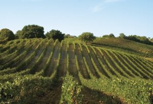 Vini Mantellassi, scopri le meraviglie della Maremma