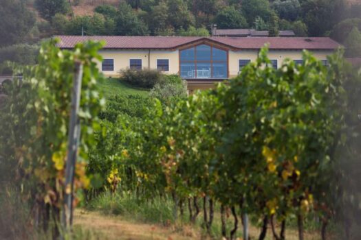 Monte Zovo, esperienze oltre il vino: al via degustazioni uniche e visite da vivere appieno - Sapori News 