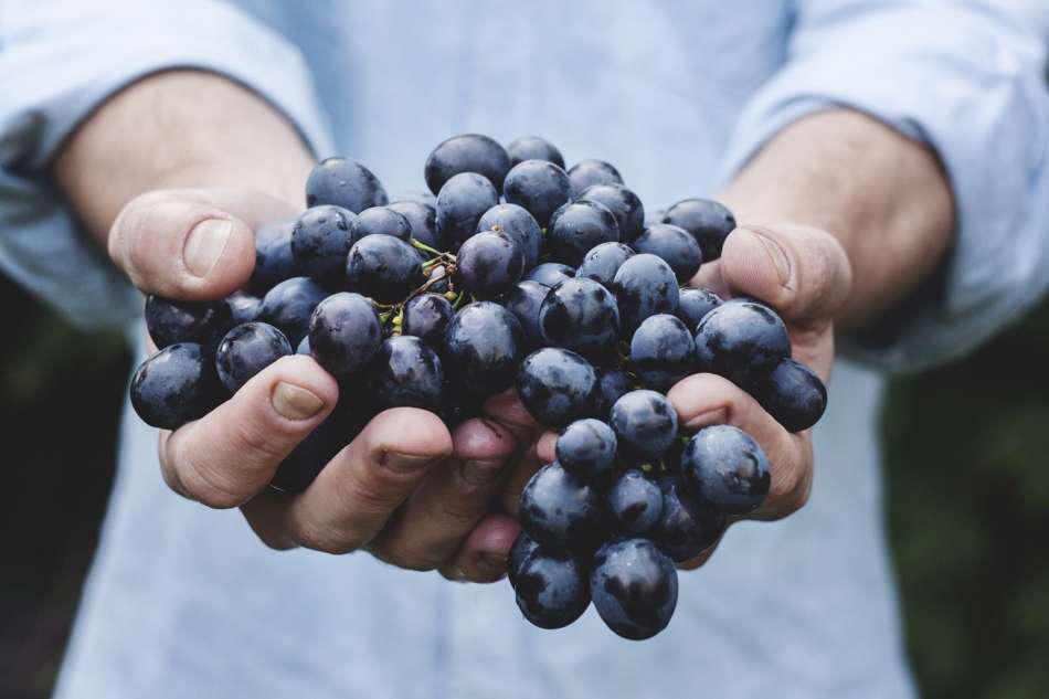 Chianti Classico Storia di Famiglia, il vino giusto per le tue grigliate estive - Sapori News 