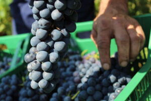 Vendemmia lunga e per single vineyards, Monte Zovo punta sulla valorizzazione dei terroir