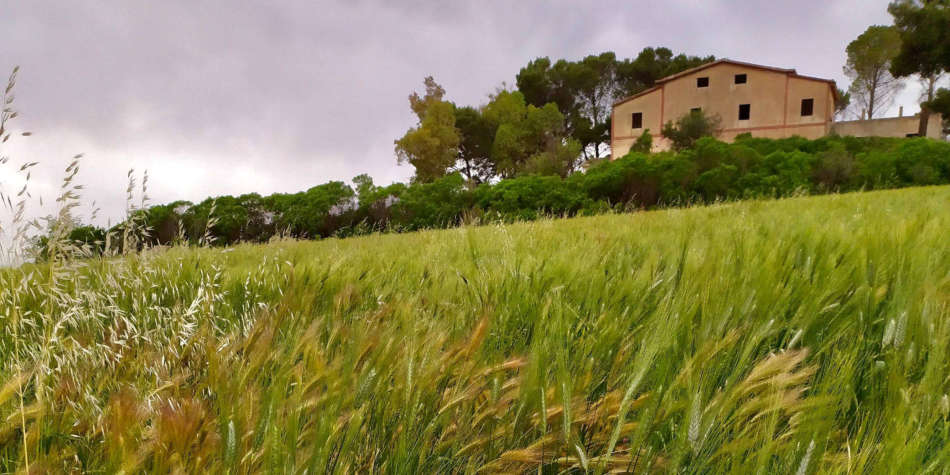 Campo di grani antichi a primavera