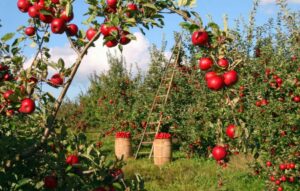 La Val di Non ospita una speciale “Pomaria on the road”