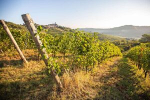 vigneti4_credits Cigognola (2) (1)