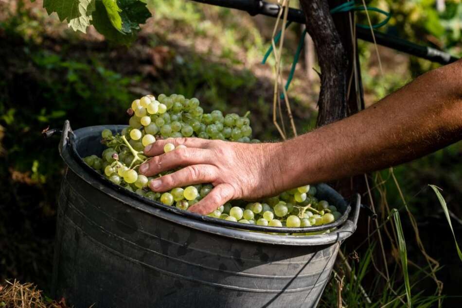 Col Vetoraz fa il punto sulla vendemmia 2020 - Sapori News 