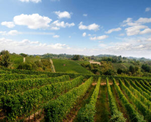 Quest’anno la Roero Wine Week 2020 si prefigge l’obiettivo di aiutare ristoratori e produttori, duramente colpiti negli ultimi mesi.