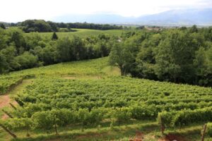 Ermenegildo Giusti vino per l'ambiente