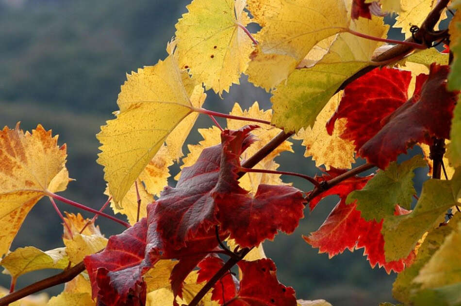 Trentino Wine Fest dal 9 all'11 ottobre sul Marzemino - Sapori News 