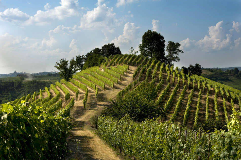 Roero Wine Week 2020: ristorazione e territorio - Sapori News 