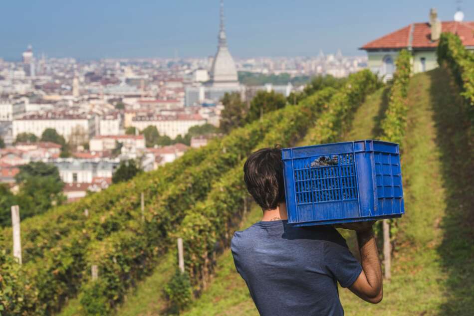 Freisa il vino di Torino - Sapori News 