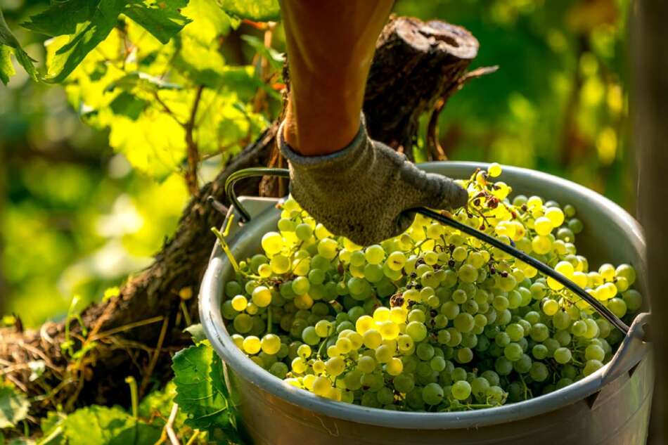 Ruggeri: vini inediti e Prosecco di qualità - Sapori News 