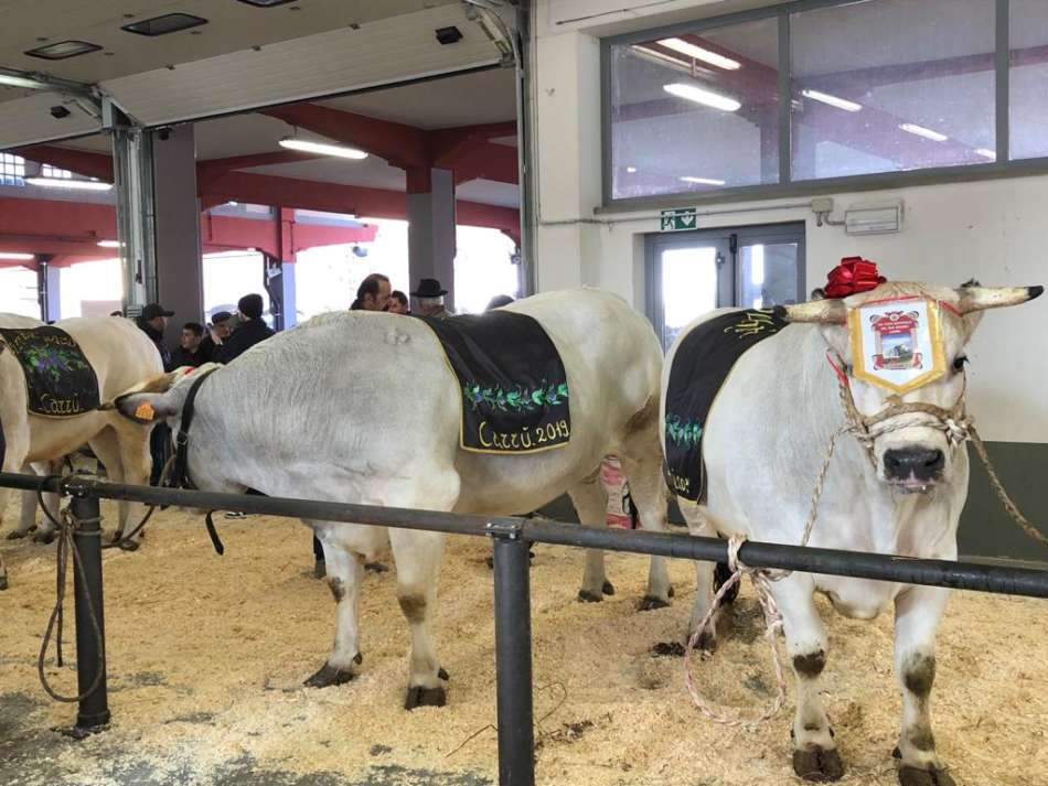 Bimby® e Coalvi collaborano per la promozione della carne di Razza Piemontese - Sapori News 