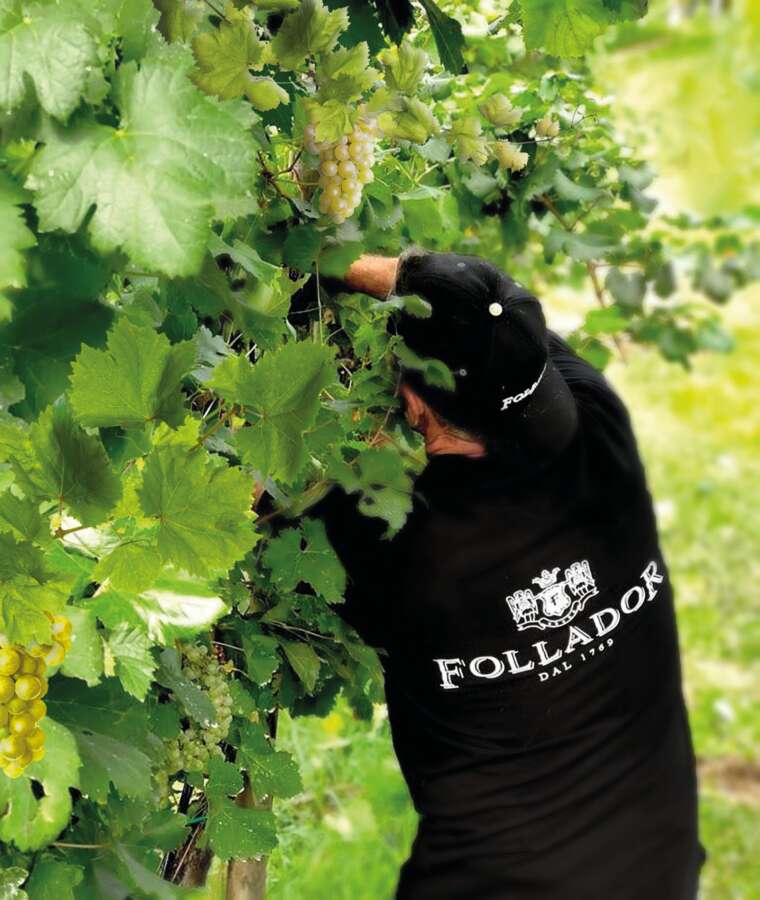 Follador Prosecco dal 1769: campione del mondo! - Sapori News 