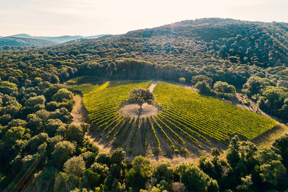 Argentiera Bolgheri Sup DOC 2018: quando c'è equilibrio con la Natura - Sapori News 