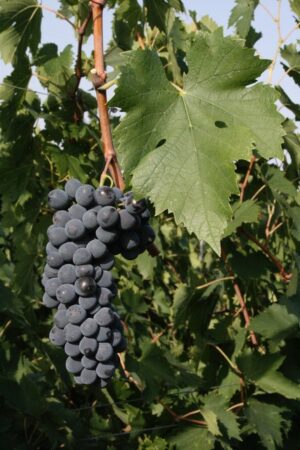 Al via il 2°ciclo di ONAV, #Vini&Terroir, dove il Sangiovese è il vero Re dei vini italiani