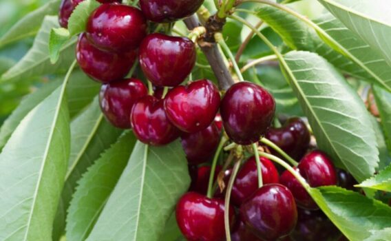 Con International Cherry Symposium, Macfrut diventa capitale mondiale della ciliegia - Sapori News 