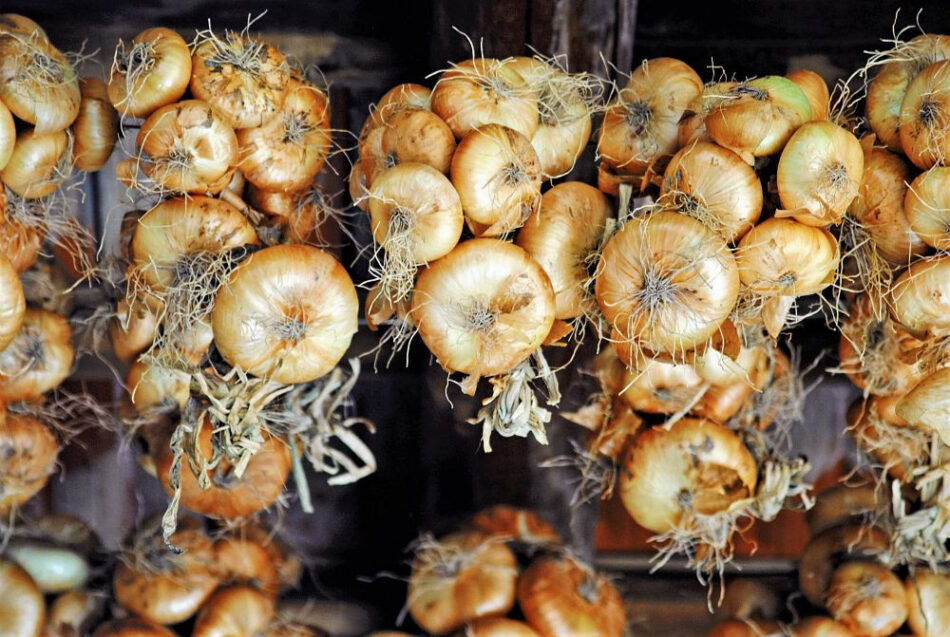 La cipolla di Drubiaglio diventa Presidio Slow Food - Sapori News Il Magazine Dedicato al Mondo del Food a 360 Gradi