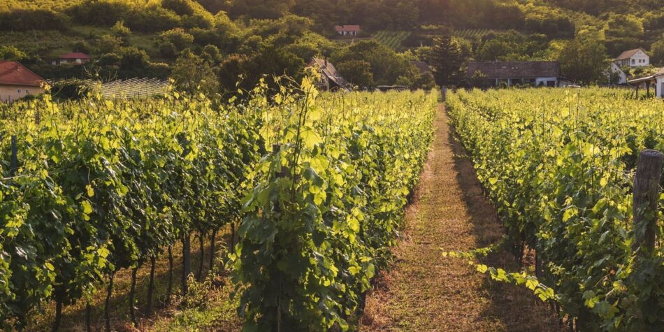 I luoghi per gustare un buon vino spumante in Italia - Sapori News Il Magazine Dedicato al Mondo del Food a 360 Gradi