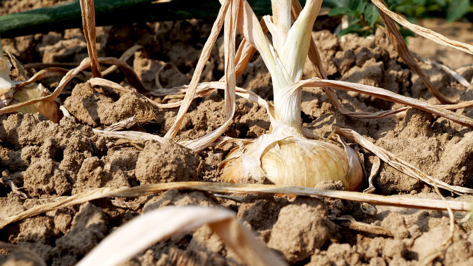 Bionda, piatta e dolce: è la cipolla di Cureggio e Fontaneto - Sapori News 