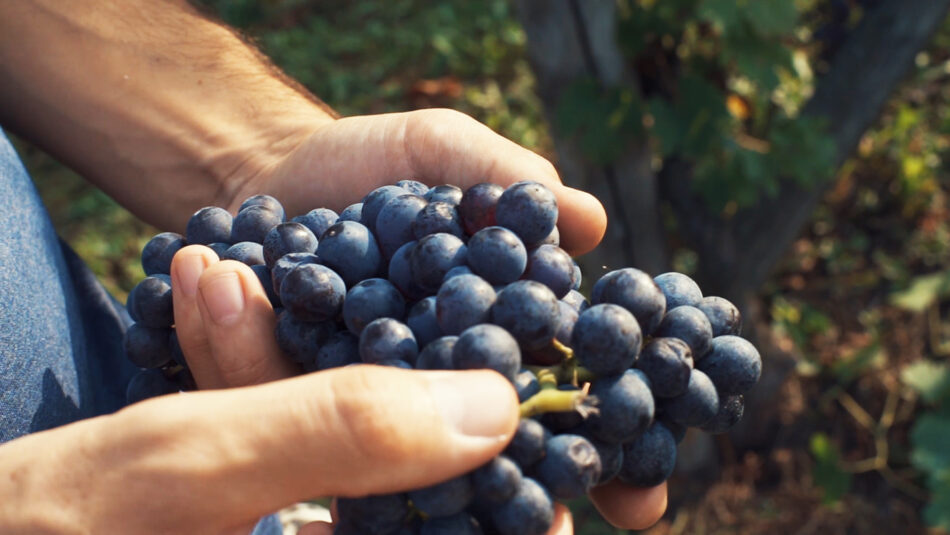 Piemonte: Freisa, vitigno dell’anno 2022 - Sapori News 