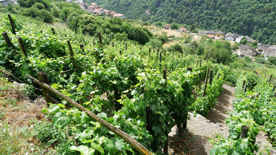 Quattro passi tra i vini della Valle di Susa Avanà, Becquét, Baratuciat - Sapori News Il Magazine Dedicato al Mondo del Food a 360 Gradi