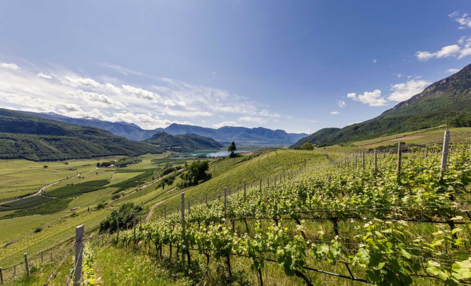 Viticoltura in Alto Adige: tradizione, passione e varietà - Sapori News 