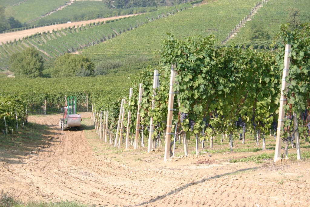 Monchiero,  dove il Barolo è un fatto di famiglia! - Sapori News 