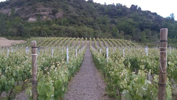 Roja, il Rossese di Dolceacqua della cantina di Roberto Rosselli - Sapori News 