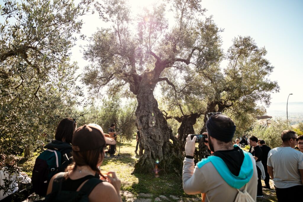 L'Associazione regionale Strada dell’Olio e.v.o. Dop Umbria compie 20 anni - Sapori News 